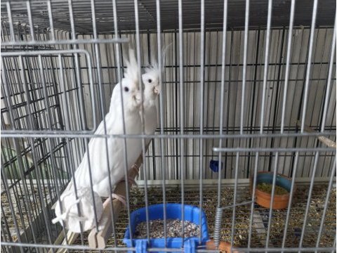 Yavrulu albino kırmızı göz sultan papağanı