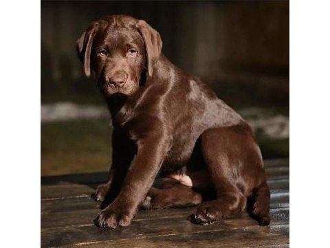 Fcı secere genç labrador çocuklar açıklamayı okuyun