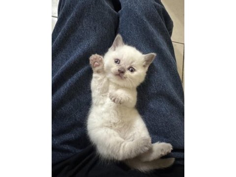 Scottish fold ve british shorthair