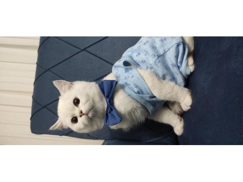 Full şecereli safkan british shorthair yavrularımız