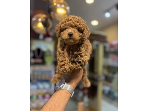 Toy poodle yavrular