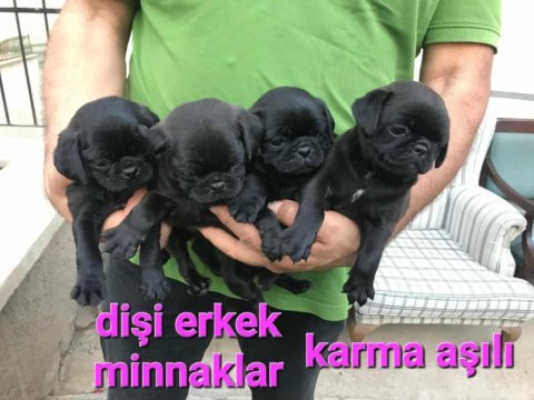 Erkek ve dişi pug