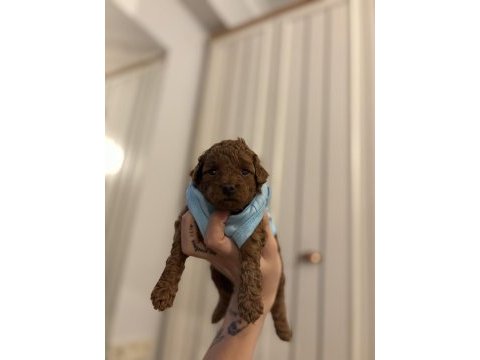 Orjinal red brown poodle yavrular