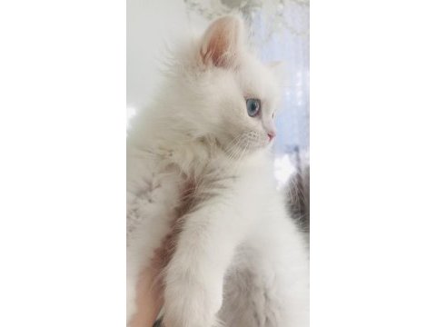 Kar beyaz british longhair mavi gözlü yakışıklı