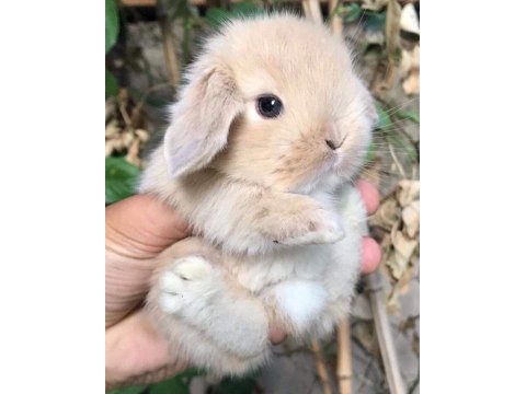 Lop tavşanlarımız gün içi gönderim mevcut