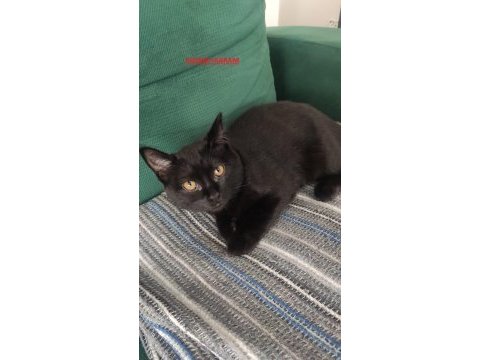 Baba scottish fold anne siyam -erkek- kız yavruları