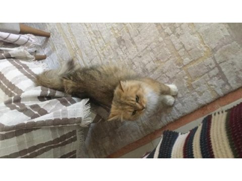 Brıtısh longhair sahiplendirilecek