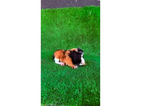 Sevimli ginepig