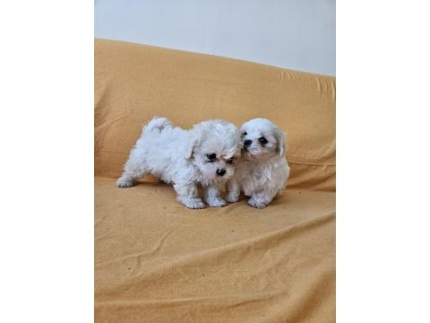 Maltese terrier yavrular