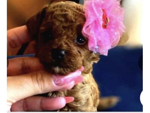 Kızıl kürk yapılı teacup poodle bebeklerimiz