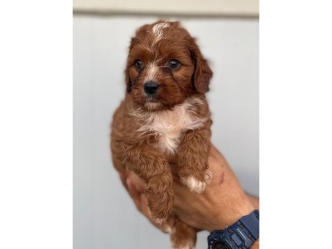 Sağlıklı neşeli ve eğlenceli bebek köpekler