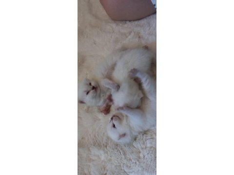 Tombul mavi gözlü beyaz scottish fold yavrular