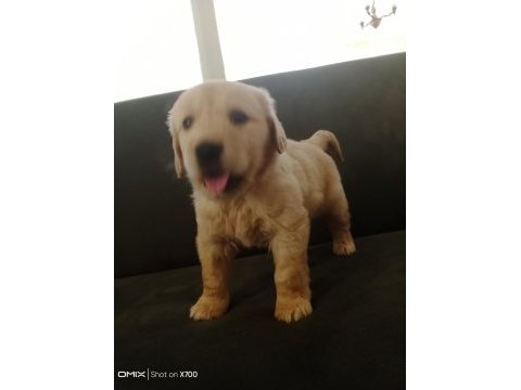 Baby face golden retriever yavrumuz