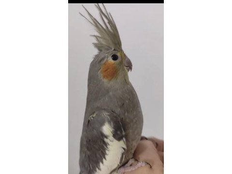 Ev üretimi sultan papağanı