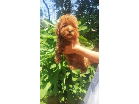 Toy poodle erkek yavru
