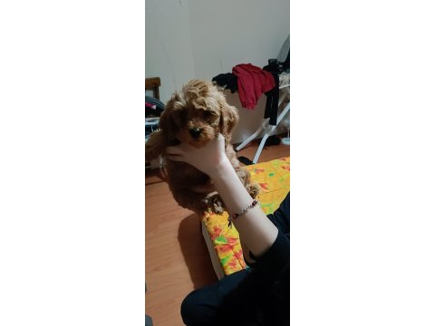 A kalite maltipoo köpekler