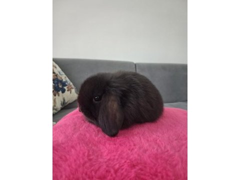 Mini lop tavşanı ithal orjinal