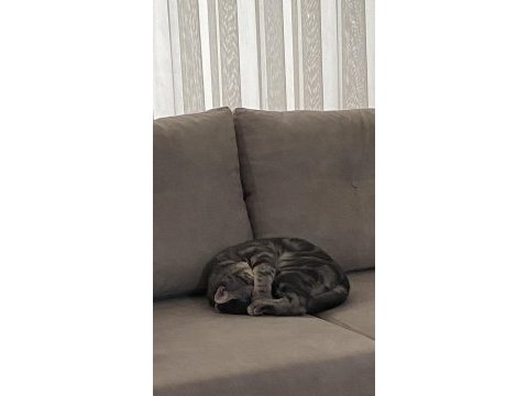 British shorthair duman yeni yuvasını bekliyor