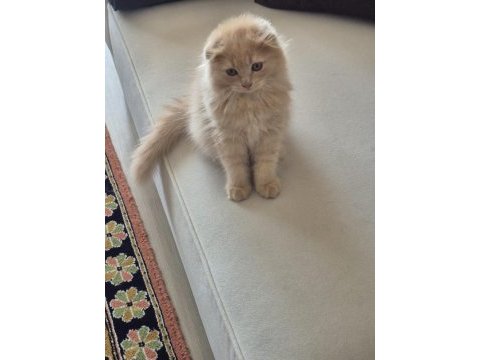 Scottish fold 4 aylık kedimiz