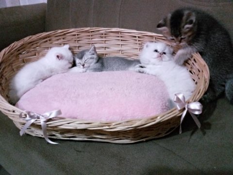 British longhair pamuk şekerler yeni ailelerini bekliyor