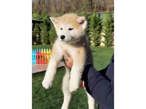 Japon akita ınu yavrulari istanbul 