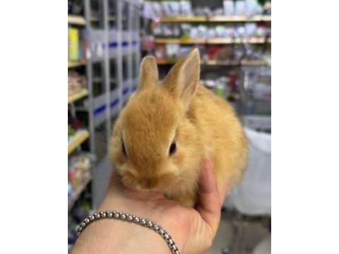 Cüce netherland dwarf tavşan yavrularımız