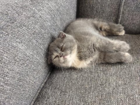 2 aylık yavrularımıza son iki adet dişi aile arıyoruz kedime