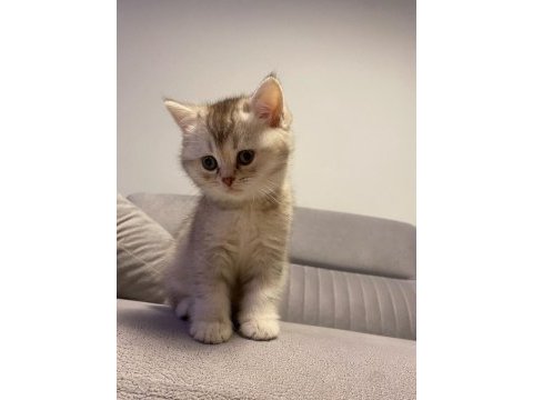 Orijinal british shorthair