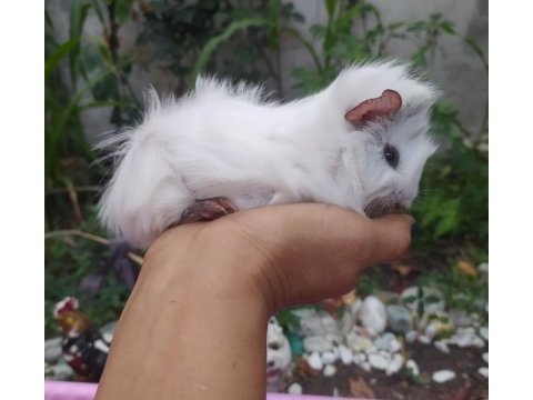 Erkek uzun tüy yavru guinea pigler