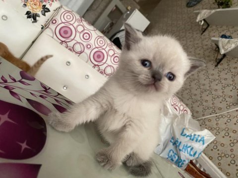 Kedimiz çok tatlı olup anne ve babası safkan ırktır