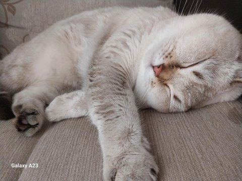 British shorthair bluepoint erkek kedimizi sahiplendirmek