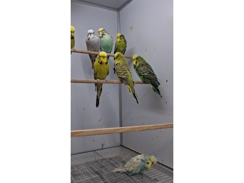Show jumbo muhabbet kuşları
