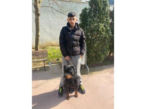 Rottweiler uygun dişi