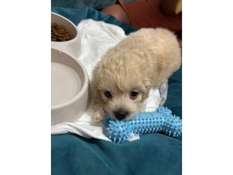 2 aylık toy poodle
