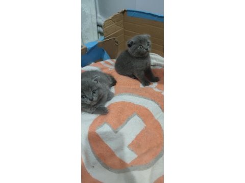 Tatlış british shorthair miniklerimiz