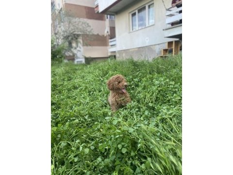 Minyatür poodle erkek