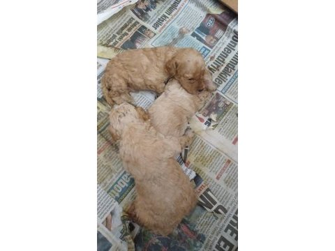Maltipoo dişi erkek kardeşler
