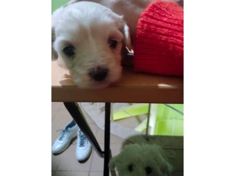 Maltese terrier yavrular