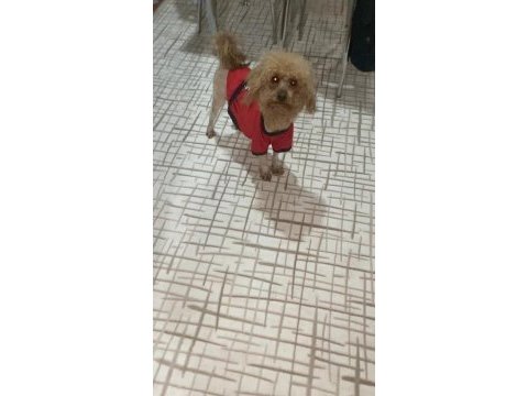Toy poodle 3 yaşına girecek
