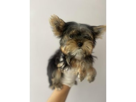 (a) kalite ırk güzeli yorkshire terrier