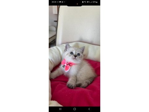 British shorthair dişi yavrumuza yuva uyguna