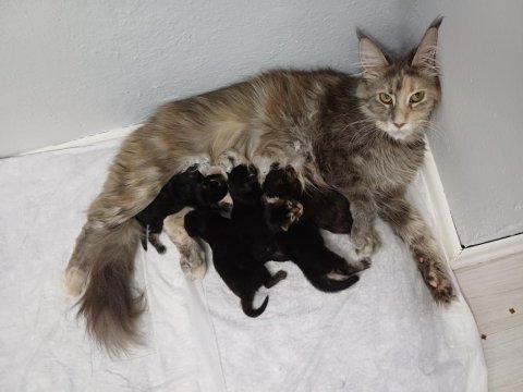 Xxl boy maine coon yavruları