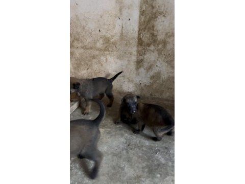 Yeni doğan belçika kurdu yavrularım