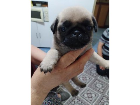 Kendi evimin üyesi pug üretici değilim