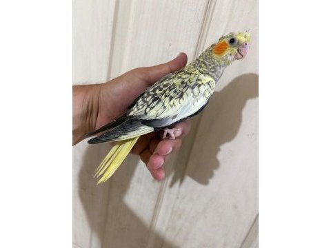 48 günlük pearl bebek sultan papağanı