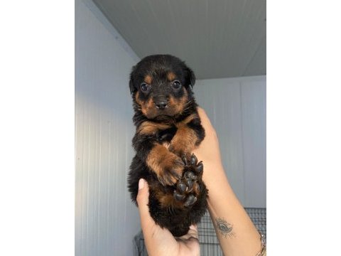 Rottweiler yavruları