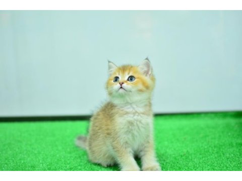Şampiyon soyundan ny 11 golden british shorthair
