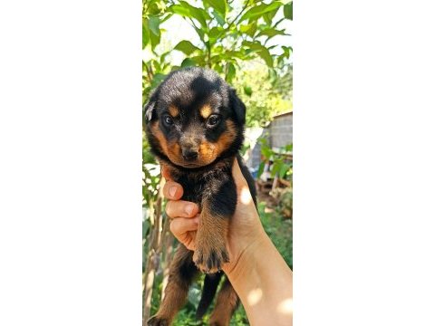 40’günlül rottweiler dişi