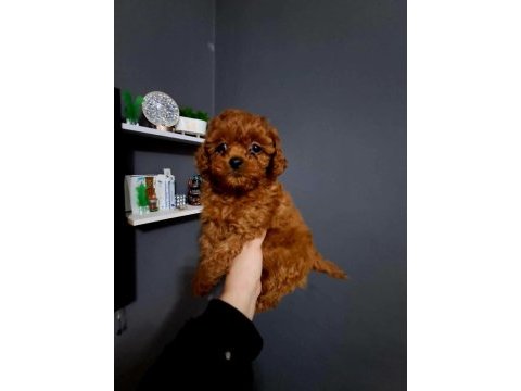 Kore kan erkek ve dişi yavru poodle