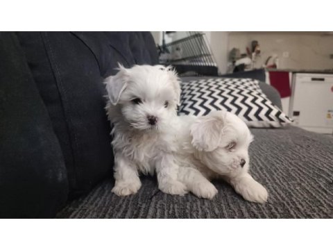 Teacup maltese bebeklerimiz